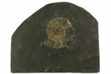 2" Dactylioceras Ammonite - Posidonia Shale, Germany - #180340-1